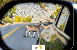 دریافت خسارت بیمه شخص ثالث در برخورد با حیوانات