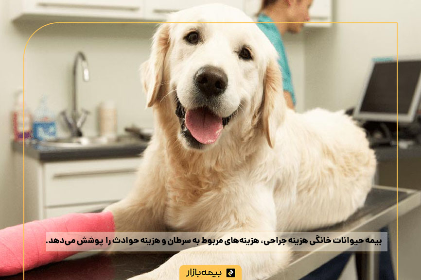 حق بیمه حیوانات خانگی