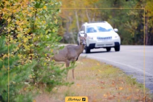 بیمه تصادف با حیوانات