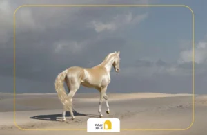 بیمه اسب مسابقه